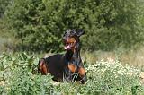 DOBERMANN 584